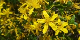 Canary Island St. John's Wort